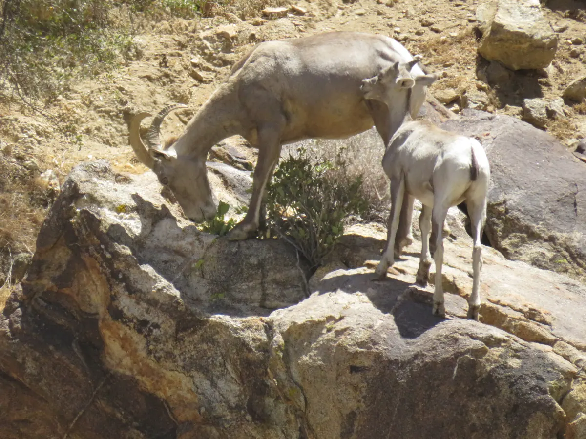 Desert Bighorn Sheep: Living Life on the Edge (U.S. National Park Service)