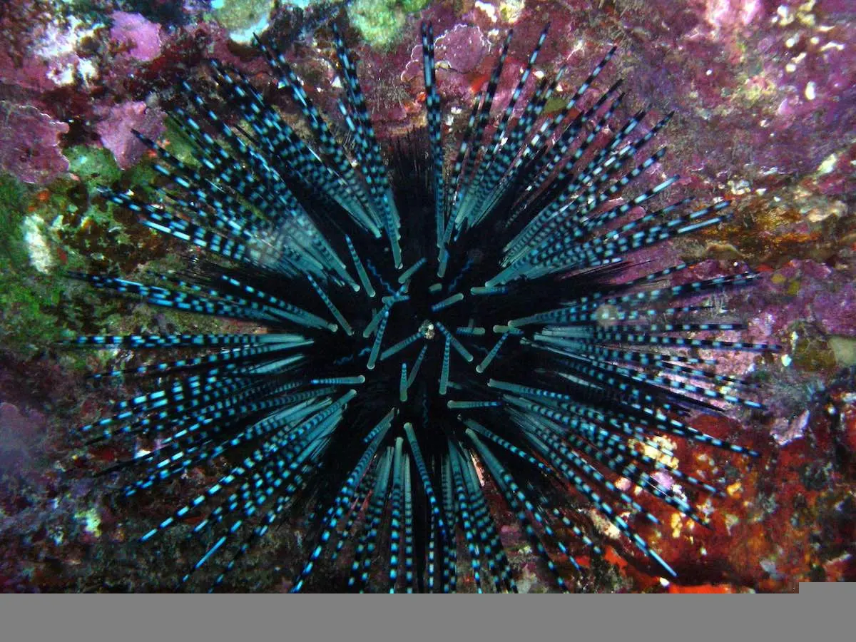 Stop Sea-Urching, Here's Everything You Need to Know About Sea Urchins