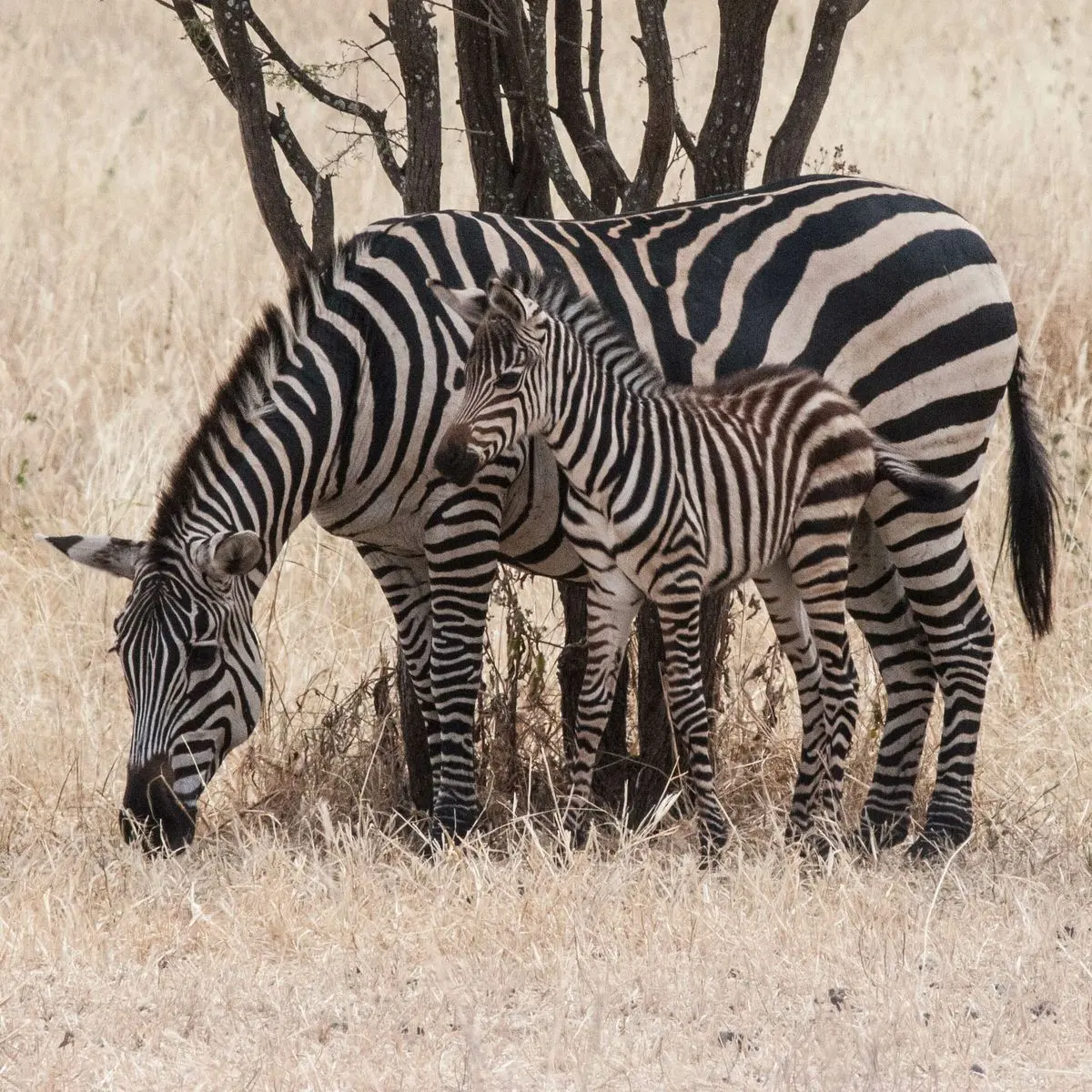 Why do zebras have stripes?