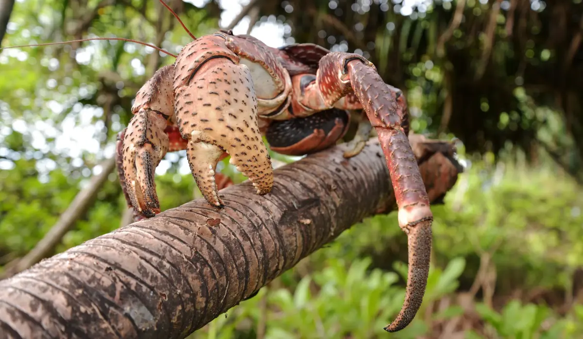 How big do crabs get