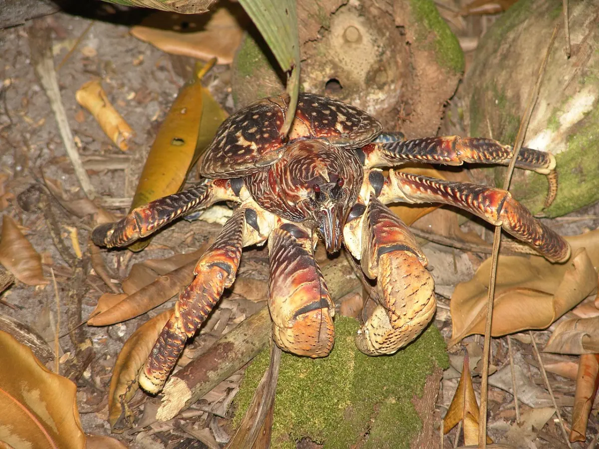Big crabs — image 2