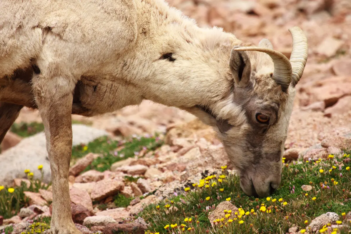 Juvenile Bighorn sheep ram eating alpine wildflowers
