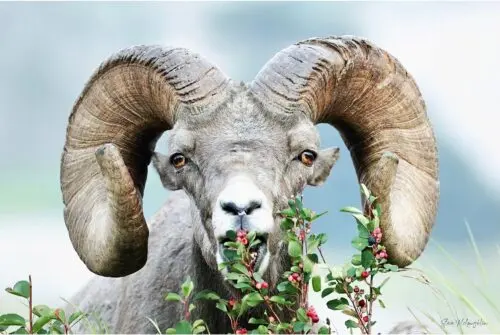 Bighorn Eating Berries Print