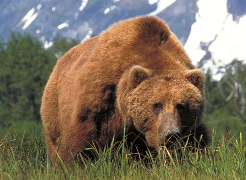 Kodiak Bears