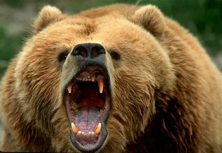 Where to Find a Big Brown Bear