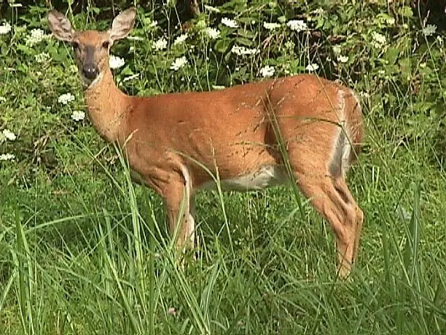 White-Tailed Deer