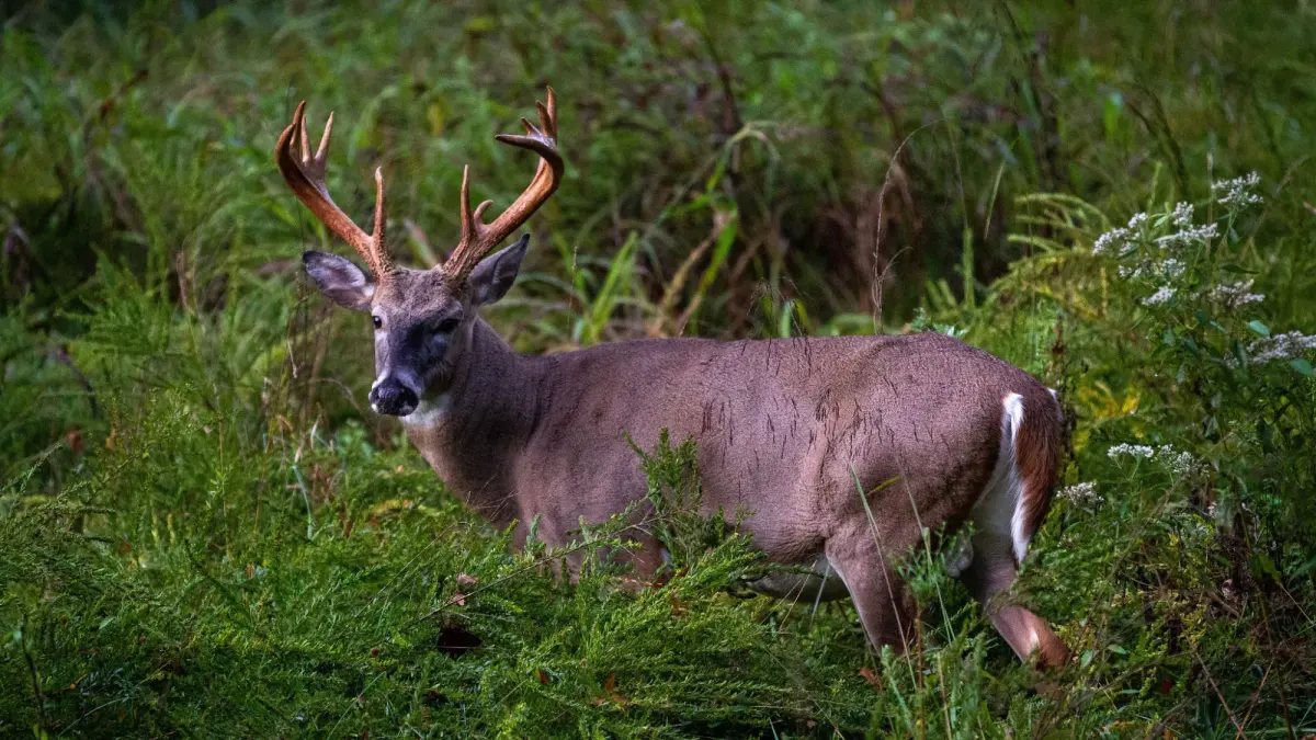 How Long Do Whitetail Deer Live?