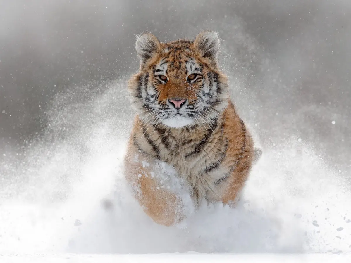 Tigers: The world's largest cats