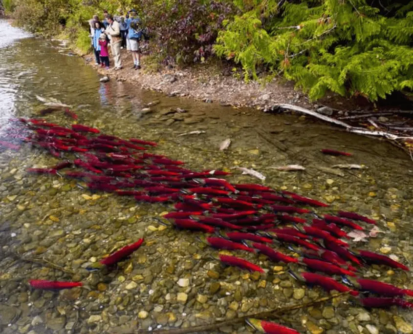 Where to spot salmon: Northern B.C