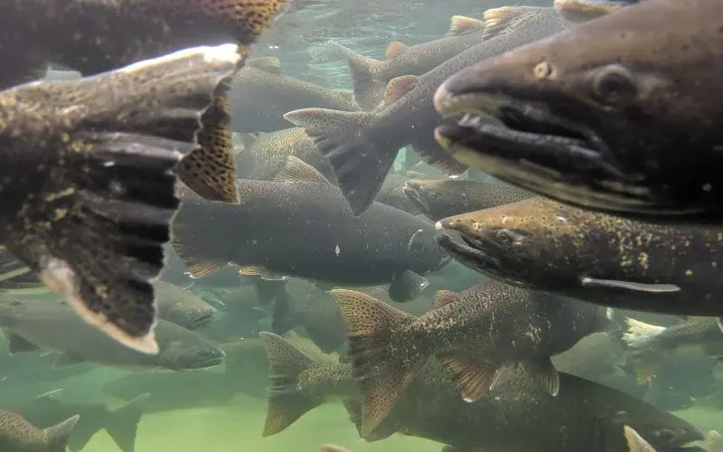 Where to See the Salmon Run in British Columbia: Complete Guide