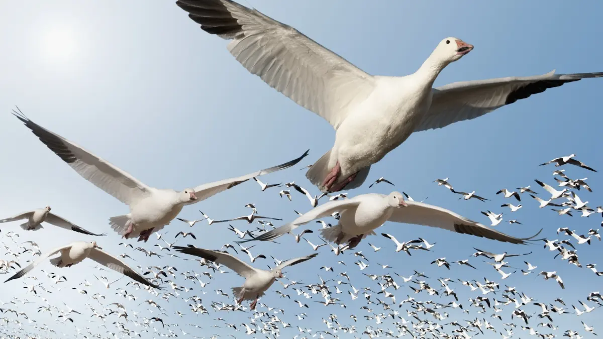 How do migrating birds know where they're going?