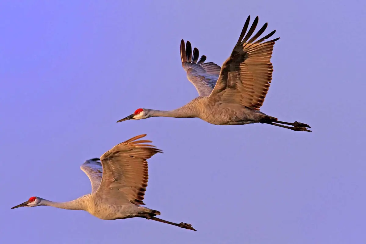 Nature curiosity: How do migratory birds know where to go?