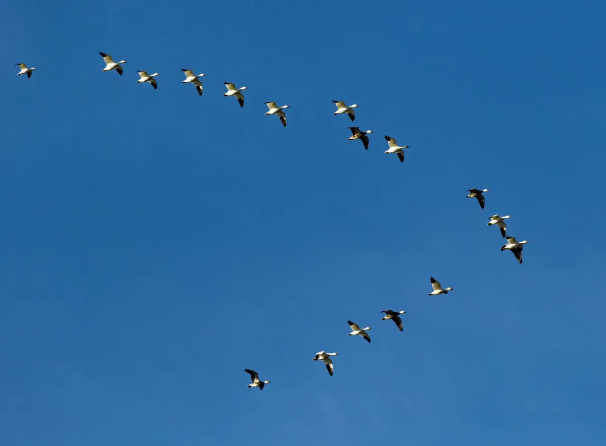 Birds migrate — image 3