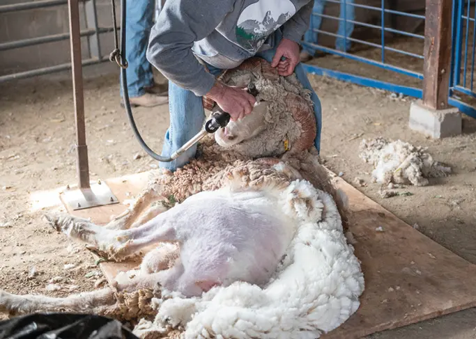 Understanding Wool Grades
