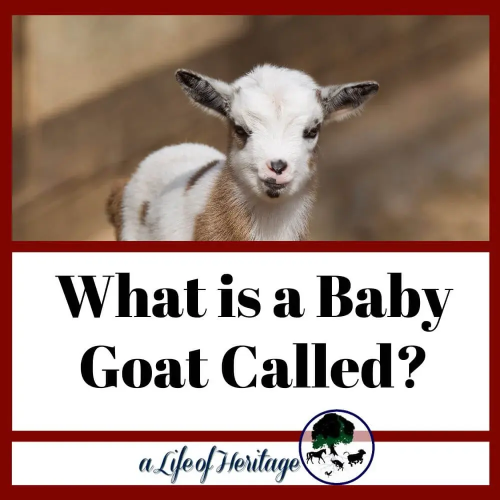 What is a Baby Goat Called? There's more to know than the name!