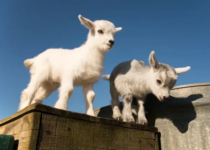 18+ Fun Baby Goats Names & How to Pick the Right One