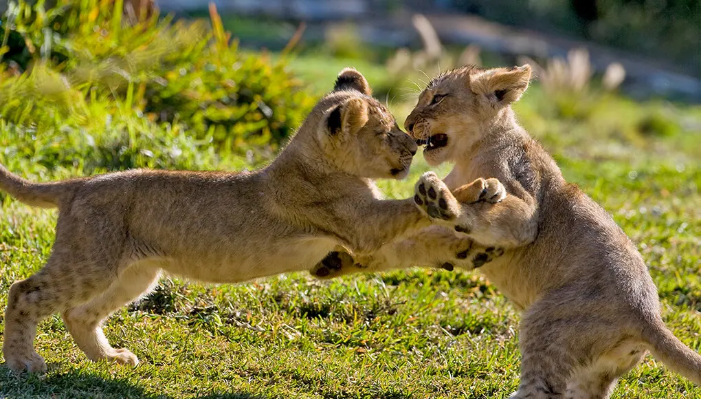 Learning to be lions