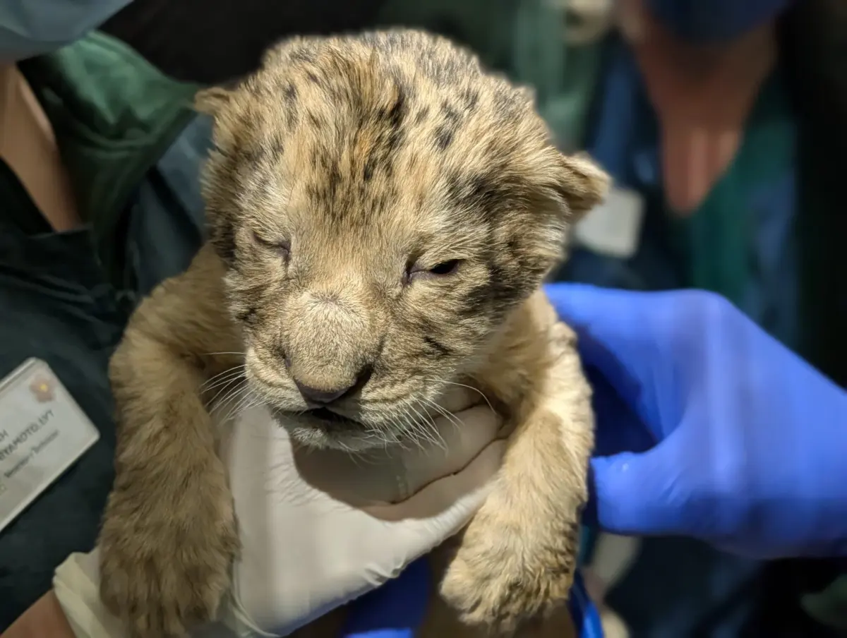 Babies lions — image 2