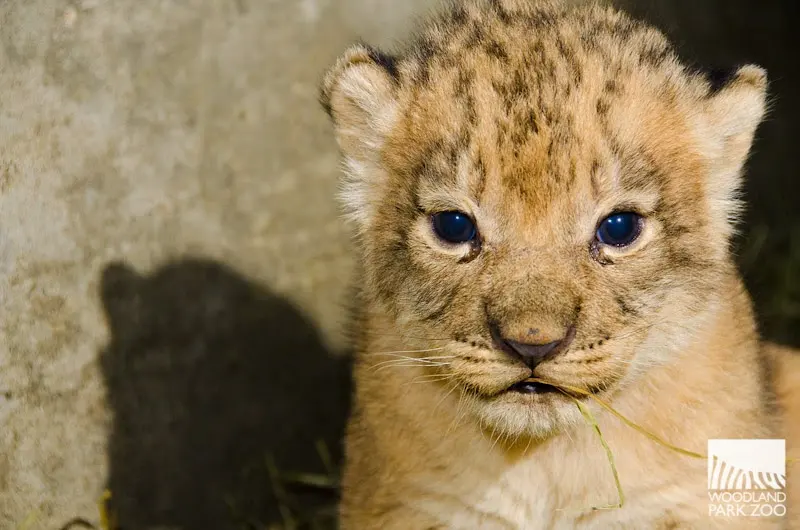Behind the scenes with the lion babies