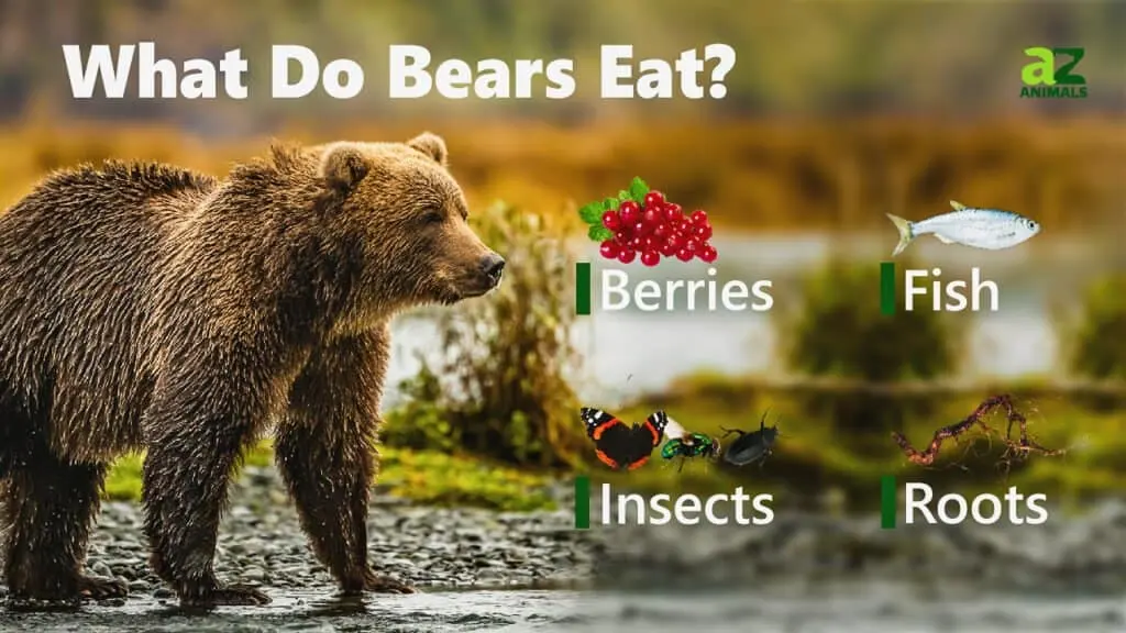 What Do Bears Eat?