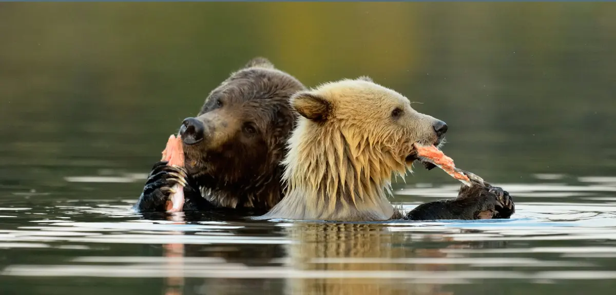 1,000 Kilometers from the Coast, Bears Gorge on Ocean Fish