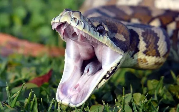 Are pythons venomous or harmful to human beings?