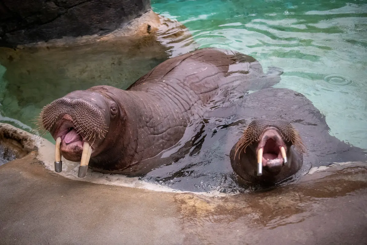 Walruses live — image 2