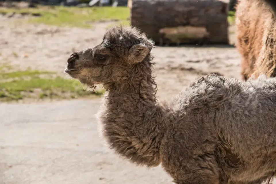 Baby camel called — image 2
