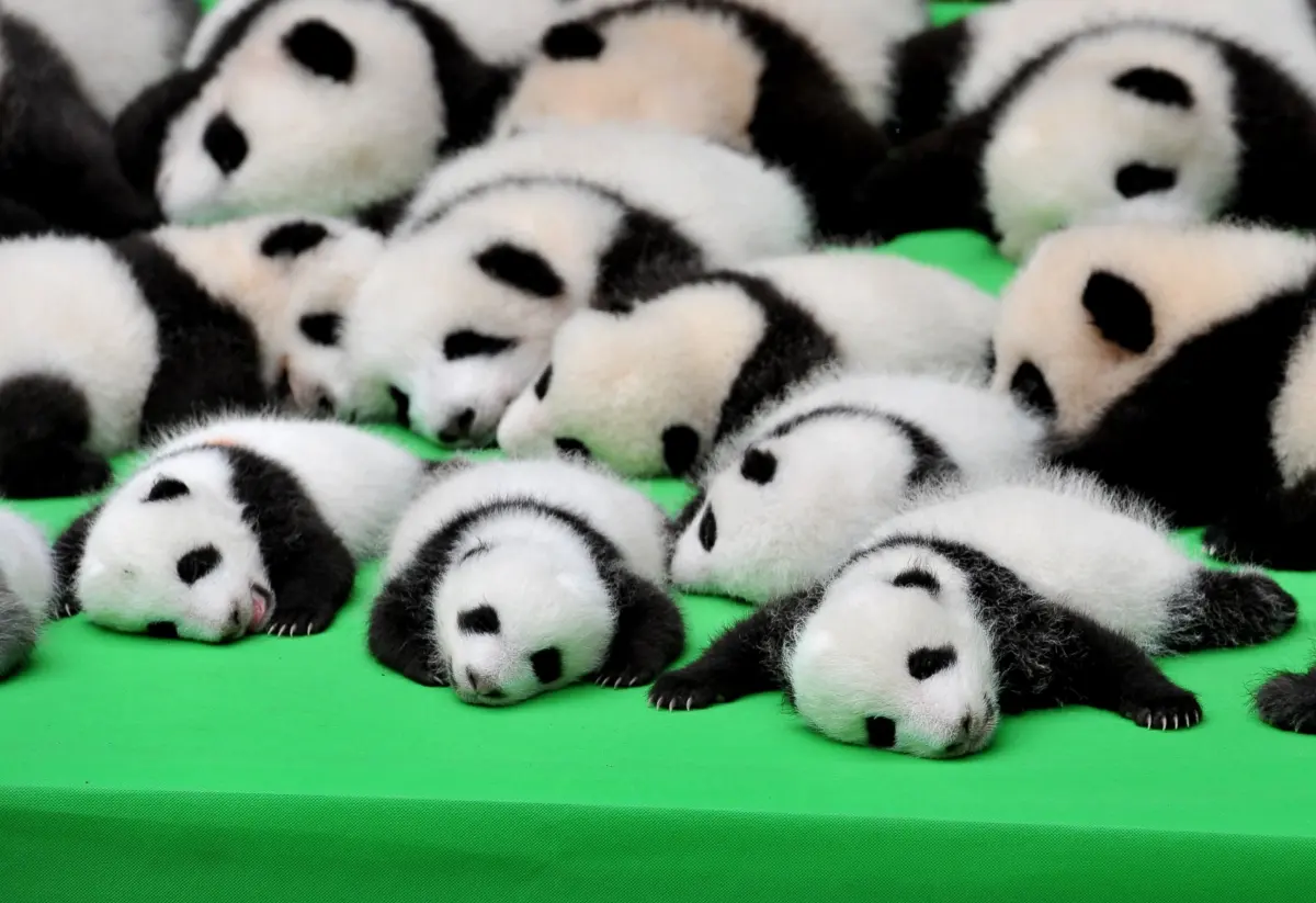 How many babies do pandas have