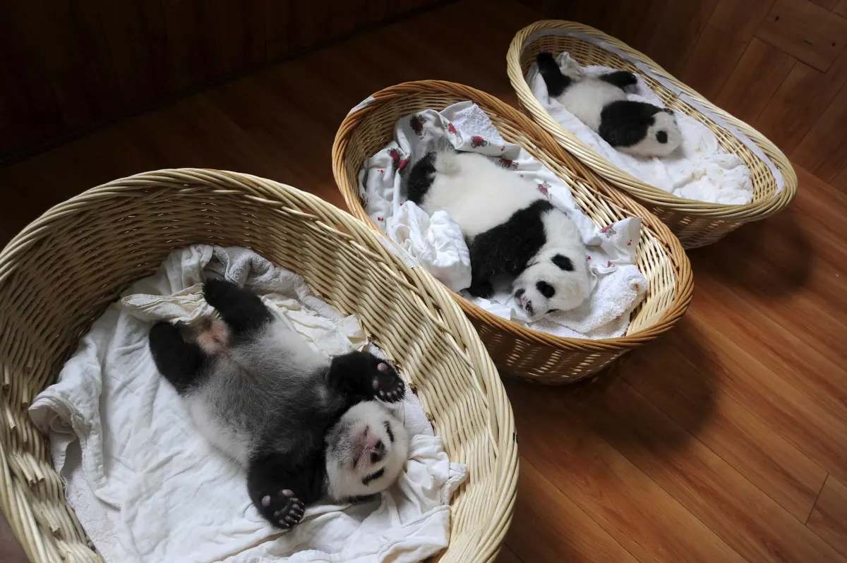 Baby Pandas Sleeping in Baskets
