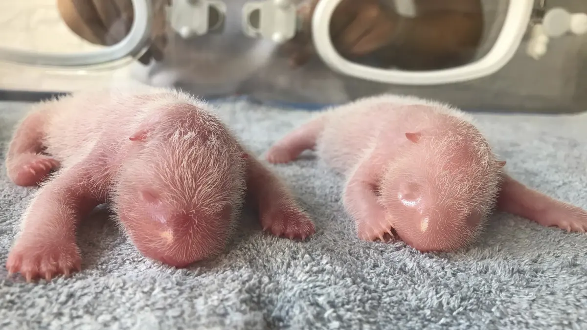 Babies pandas — image 3