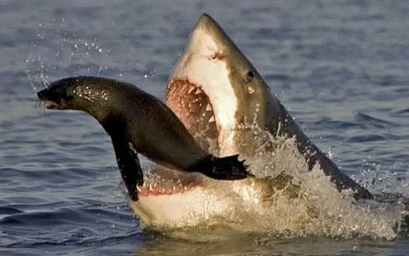 Predation of the great white shark is an amazing interaction