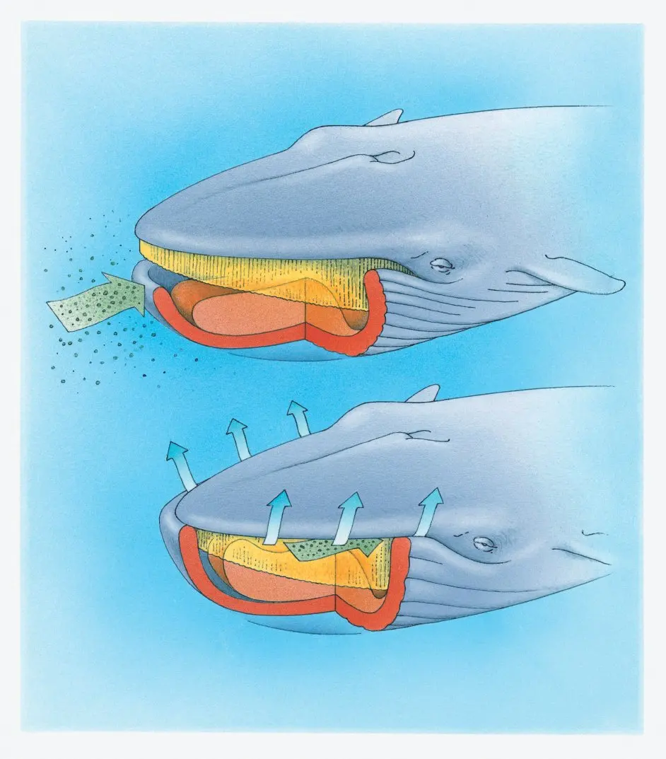 How do blue whales eat?