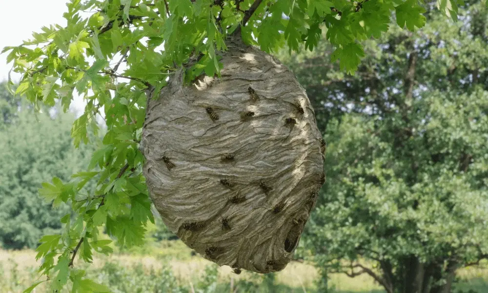 Understanding how long wasps live: Insights into their life cycle