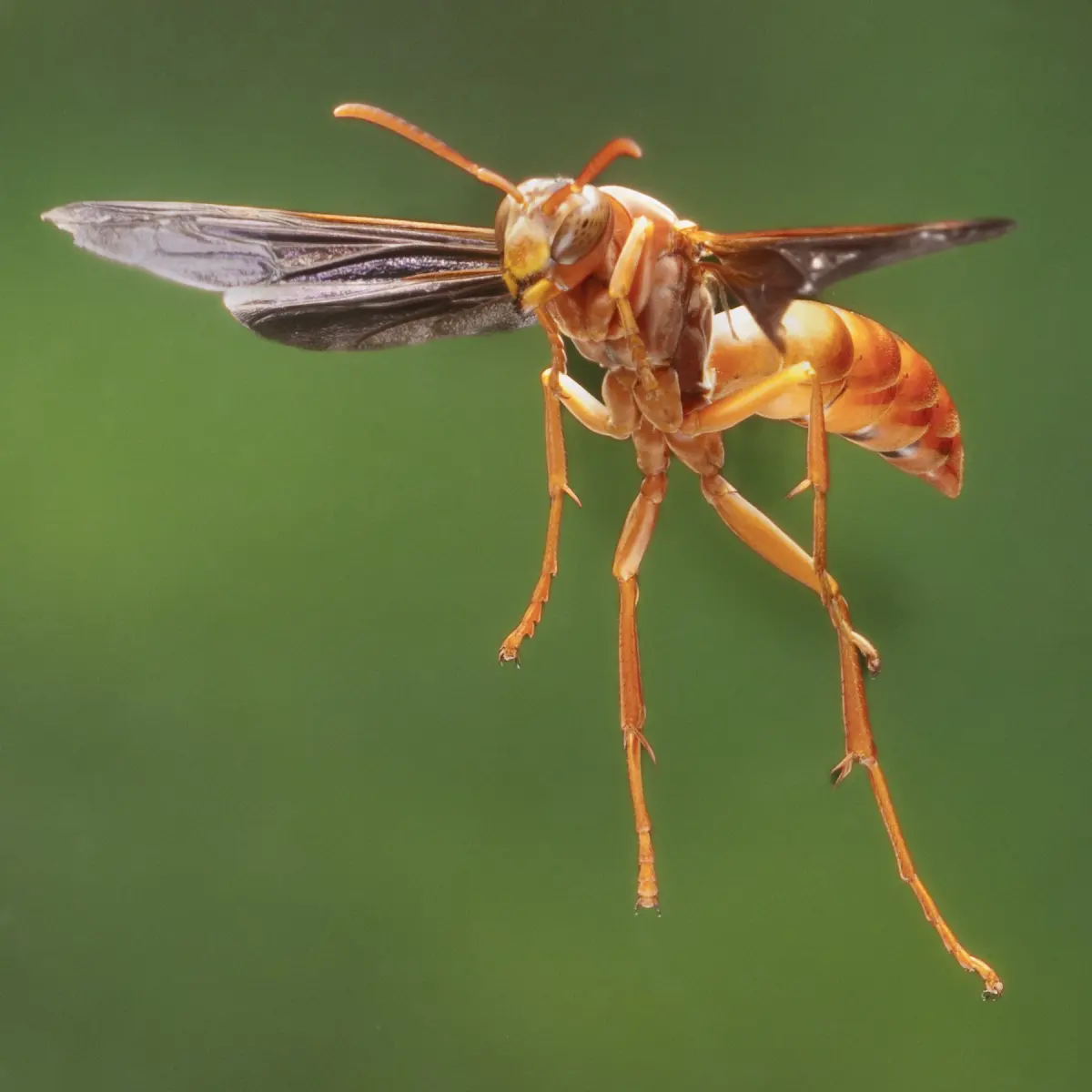 Paper Wasps Create Thriving Societies and Deserve Your Respect