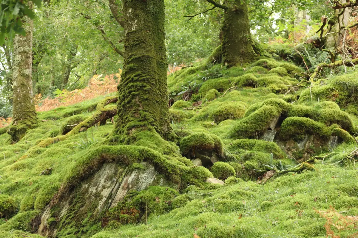 Moss biology
