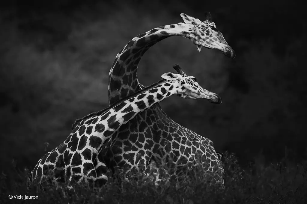 Giraffes necks — image 2