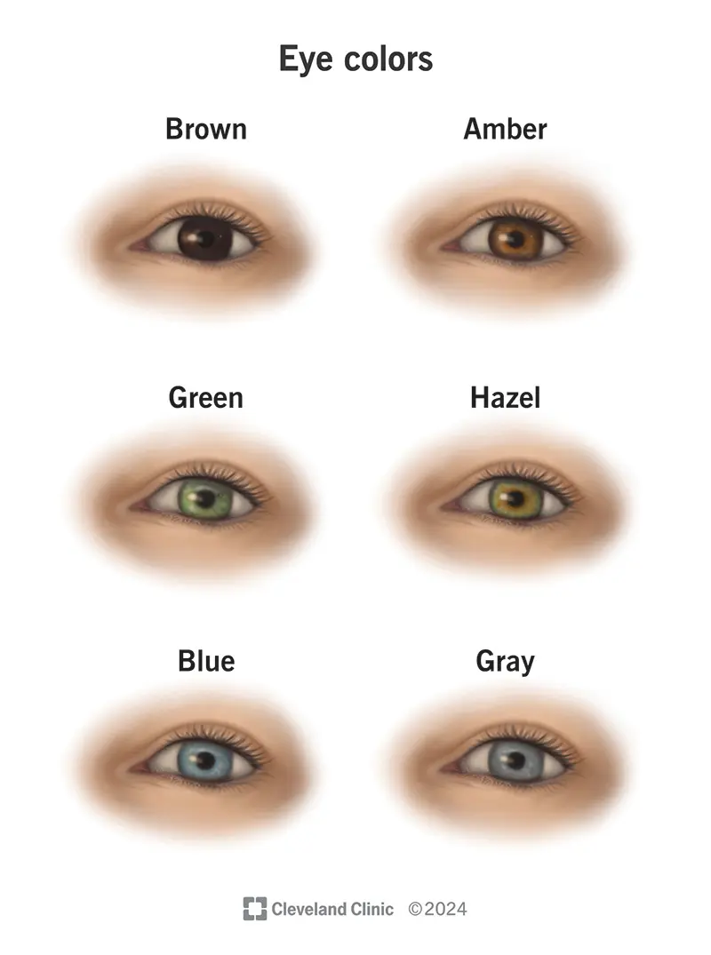 How do eyes see color