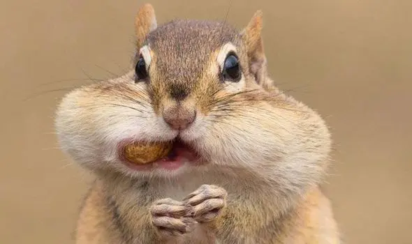 Big chipmunks — image 2