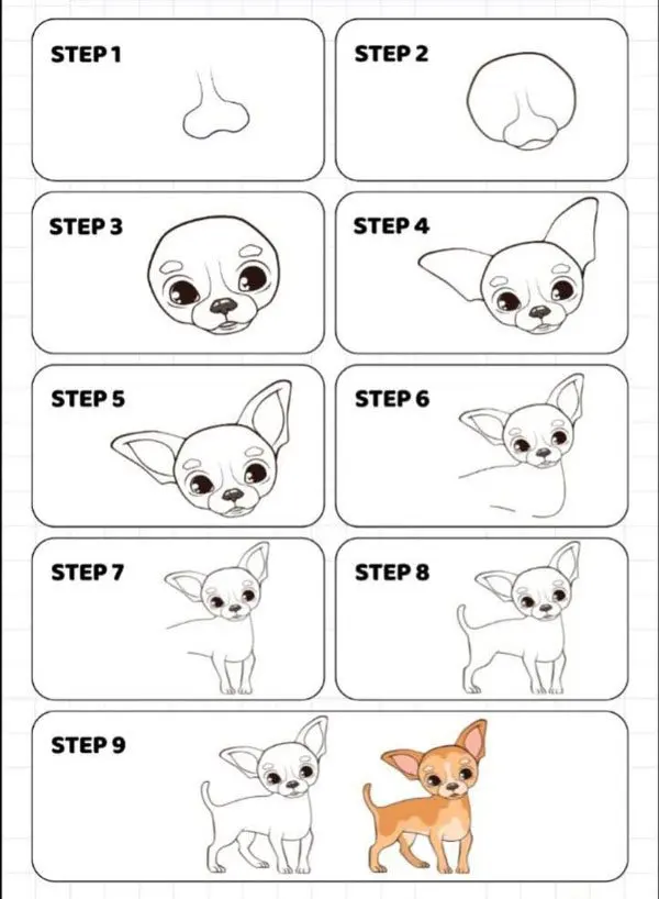 How to draw a Chihuahua: Step by step instructions