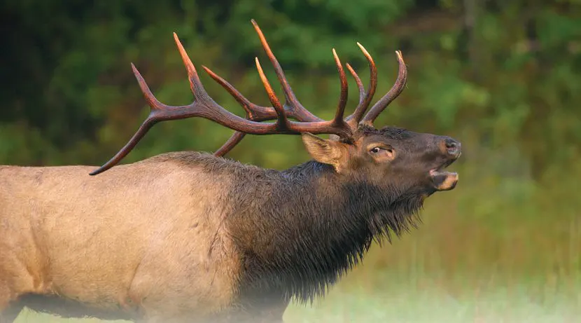 North American Elk Facts and Restoration