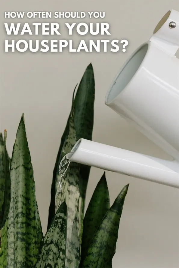 How often should I water my plants?