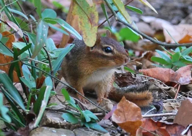 Out My Backdoor: Chipmunks in Winter Present a Backyard Mystery