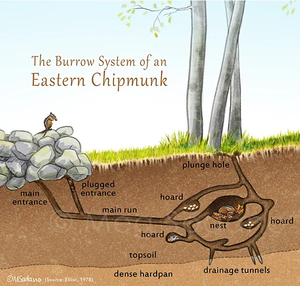 Chipmunks live — image 3