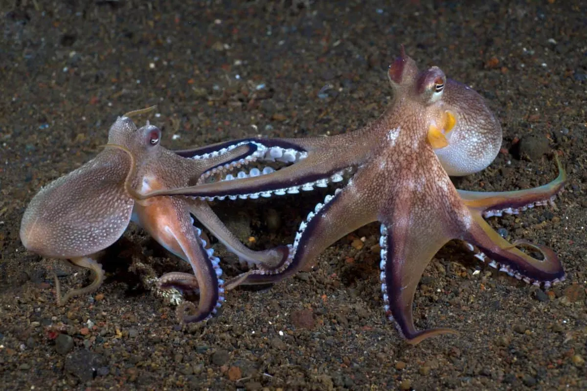 What Is a Group of Octopuses Called?