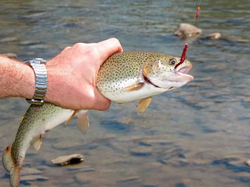 Do Fish Feel Pain