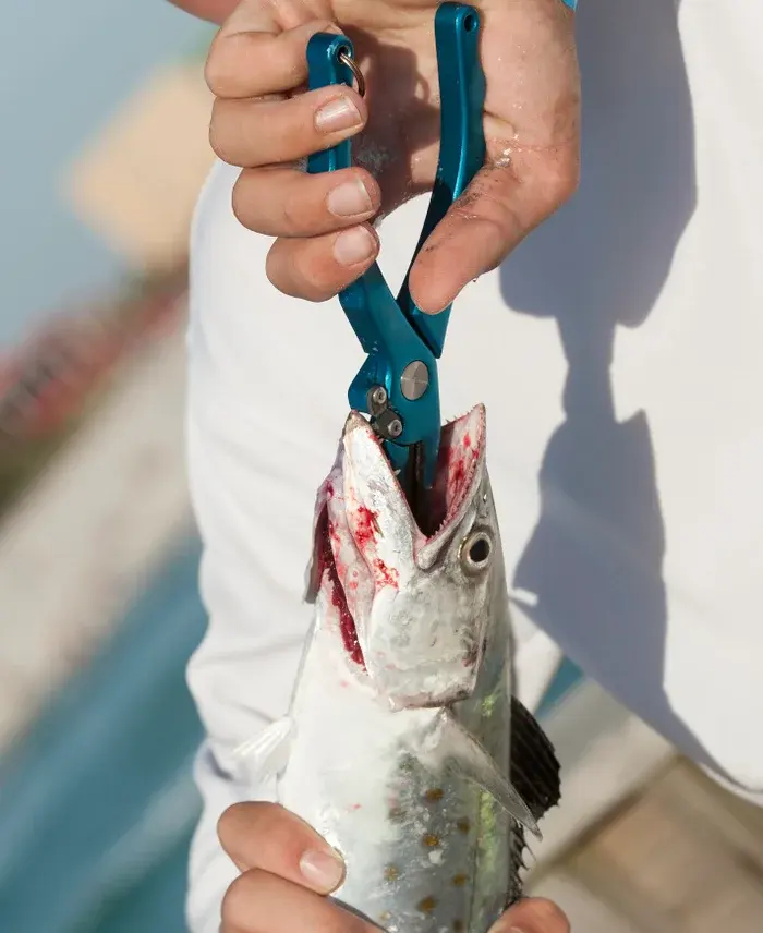 Are we wrong to assume fish can't feel pain?