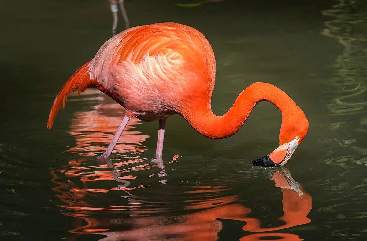 Big flamingos — image 2