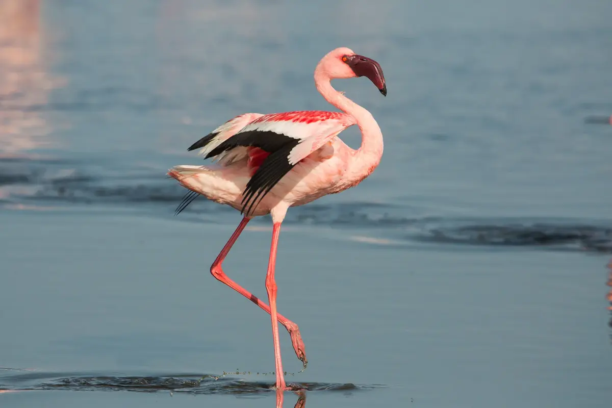 Big flamingos — image 3