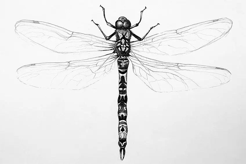 How to Draw a Dragonfly